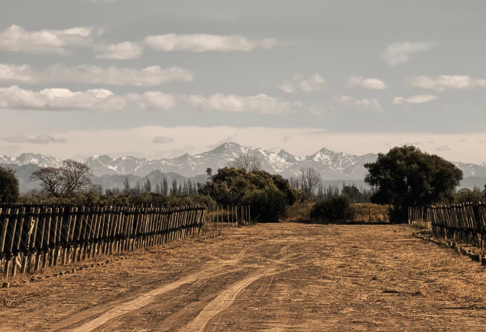 Vineyard road in San Rafael, Mendoza, Argentina, with the Andes in the distance